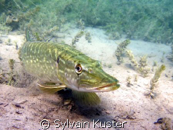Brochet en lac by Sylvain Kuster 